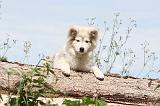 CHIEN FINNOIS DE LAPONIE 269